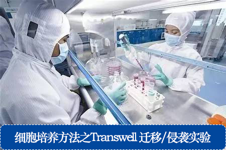 細(xì)胞培養(yǎng)方法之Transwell 遷移/侵襲實(shí)驗(yàn)