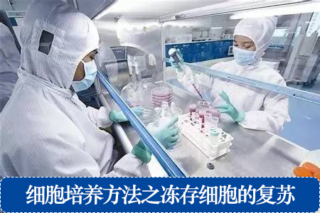 細胞培養(yǎng)方法之凍存細胞的復蘇