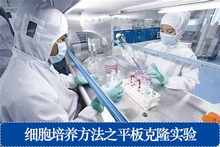細(xì)胞培養(yǎng)方法之平板克隆實(shí)驗(yàn)