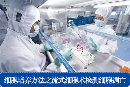 細胞培養(yǎng)方法之流式細胞術檢測細胞凋亡