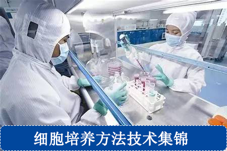 細(xì)胞培養(yǎng)方法技術(shù)集錦